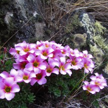 Flowers at Morro Chico - half the way between Puerto Natales and Punta Arenas